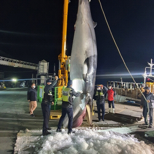 서해서 조업하던 어선 그물에 걸린 밍크고래 사체. <보령해경 제공>